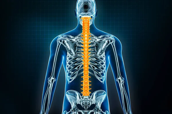 Gerinc Vagy Csigolya Oszlop Röntgen Hátsó Nézet Emberi Csontváz Osteológiája — Stock Fotó
