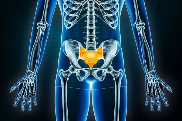 Raio Sacro Cóccix Vista Frontal Anterior Osteologia Esqueleto Humano Cintura — Fotografia de Stock