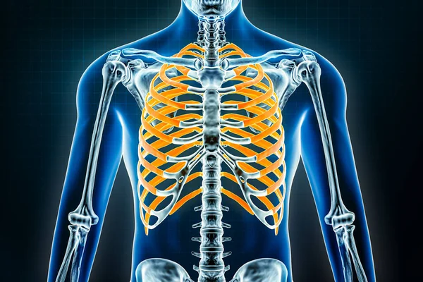 Ribs 人骨骨科 肋骨或胸笼的骨科三维图 解剖学 生物学 保健概念 — 图库照片