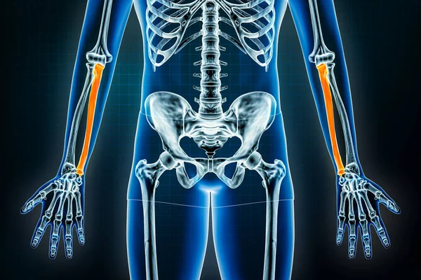 超前或前视镜 人体骨骼 手臂或上肢骨骼骨学三维绘制图解 解剖学 生物学 保健概念 — 图库照片