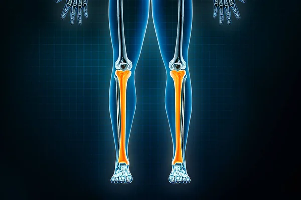Tibia Shinbone Röntgenfoto Vooraan Vooraan Osteologie Van Het Menselijk Skelet — Stockfoto