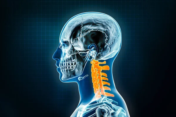 Nyaki Csigolyák Röntgen Oldalsó Vagy Profil Nézet Emberi Csontváz Osteológiája — Stock Fotó