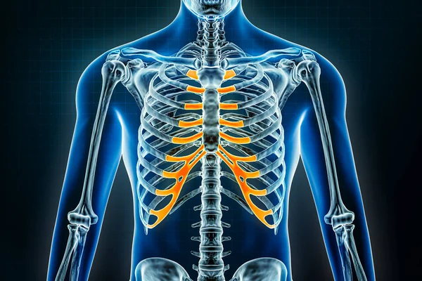 腹部软骨X光检查 人体骨骼或骨骼骨学三维绘制图解 解剖学 生物学 保健概念 — 图库照片