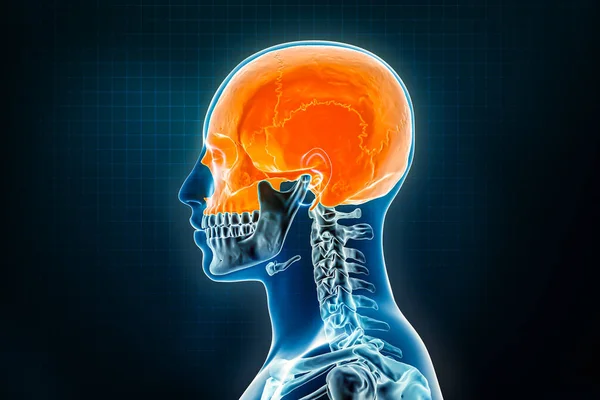 Cranium Crâne Radiographie Latérale Vue Profil Ostéologie Squelette Humain Illustration — Photo