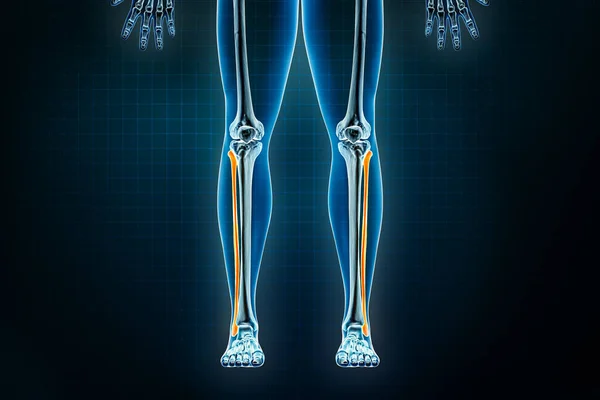 フィブラ骨X線前または前のビュー 人間の骨格 脚または下肢骨の骨3Dレンダリングイラストの美学 解剖学医学科学生物学医療概念 — ストック写真