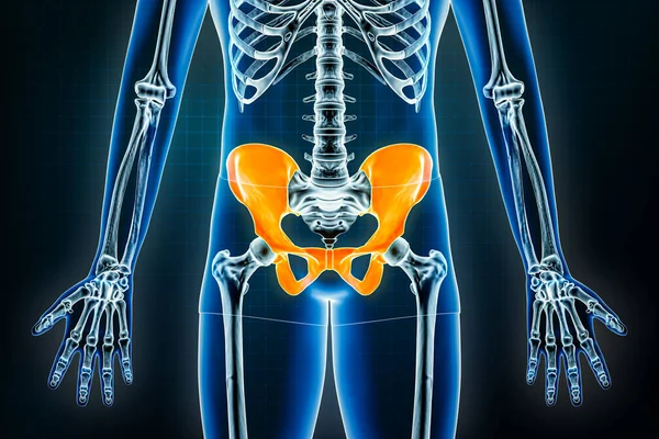 骨盤のX線の前または前の眺め 人間の骨格 骨盤の女の子の骨3Dレンダリングイラストの美学 解剖学医学科学生物学医療概念 — ストック写真