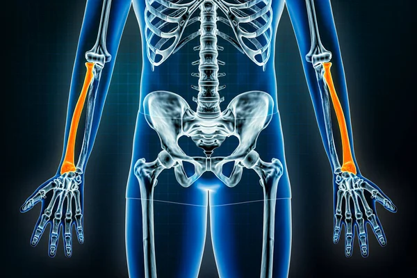 桡骨或桡骨X光前视或前视 人体骨骼 手臂或前臂骨骼骨学三维绘制图解 解剖学 生物学 保健概念 — 图库照片