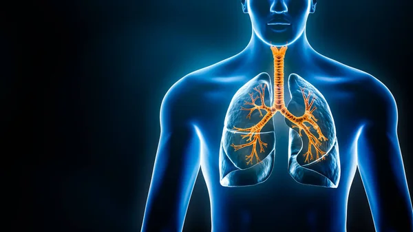 隆起和气管的树和人的身体蓝色的X射线三维渲染插图与复制空间 医疗和保健 支气管炎 解剖学 科学概念 — 图库照片