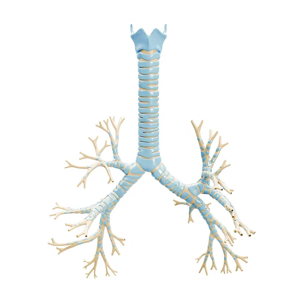 白地に気管と甲状腺軟骨3Dレンダリングイラストと正確な気管支木 人間の肺の気管支の空白の解剖図またはチャート 医学的 解剖学的概念 — ストック写真