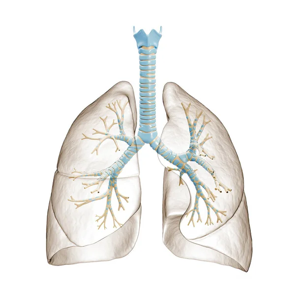 気管支ツリーや気管支3Dレンダリングイラストと気管と人間の肺 白い背景の空の解剖図またはチャート 科学の概念 — ストック写真