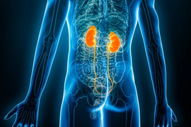 Xray posterior or back view of kidneys and ureter 3D rendering illustration with male body contours. Human anatomy, renal system, medical, biology, science, healthcare concepts.