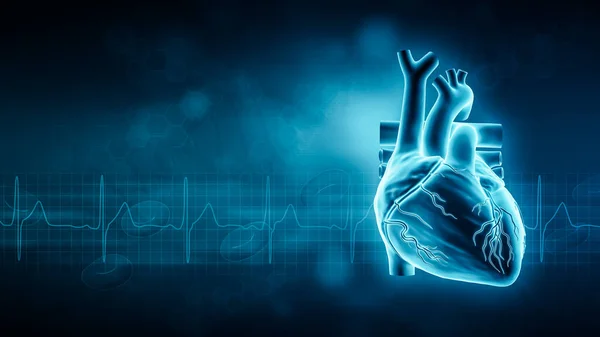 Human heart and EKG waveform 3D rendering illustration with copy space and blue background. Cardiovascular system, anatomy, medical and healthcare, biology, medicine, science concepts.