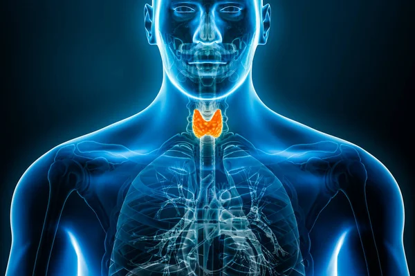 Anterior or front xray view of the thyroid gland 3D rendering illustration with male body contours. Human anatomy, medical, biology, science, healthcare concepts.