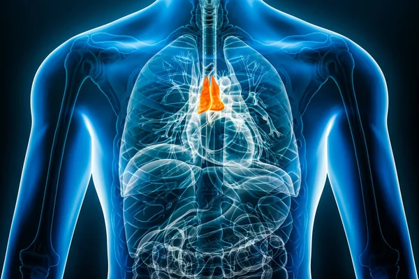 Xray thymus internal organ 3D rendering illustration with male body contours. Human anatomy, medical, biology, science, healthcare concepts.