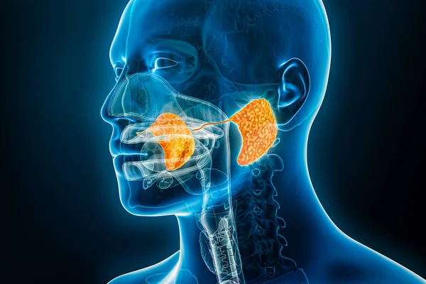 Parotid gland and duct xray 3D rendering illustration with male body contours. Human anatomy, digestive system, medical, biology, science, healthcare concepts.