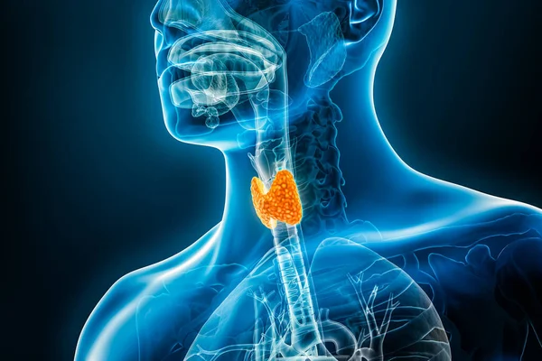 Xray thyroid gland organ 3D rendering illustration with male body contours. Human anatomy, medical, endocrine system, biology, science, healthcare concepts.