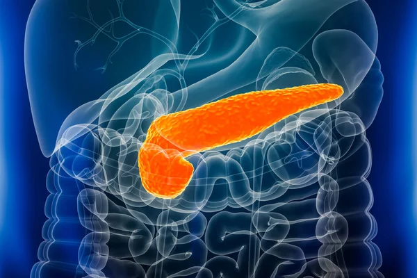 Pancreas organs xray close-up 3D rendering illustration with male body contours. Anatomy, digestive system, biomedical, disease, medical, biology, science, healthcare concepts.