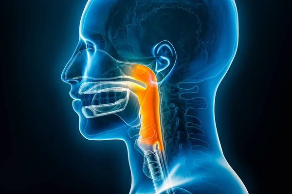 Xray lateral or profile view of the pharynx 3D rendering illustration with male body contours. Human organ anatomy, pharyngitis, medical, biology, science, medicine, healthcare concepts.