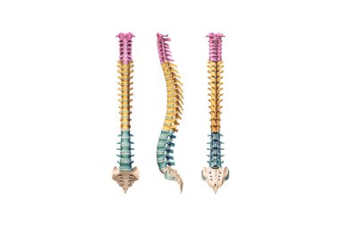 Human spine or spinal column with colored vertebrae isolated on white background 3D rendering illustration. Anterior, lateral and posterior views. Anatomy, medical diagram, osteology, science concept. clipart