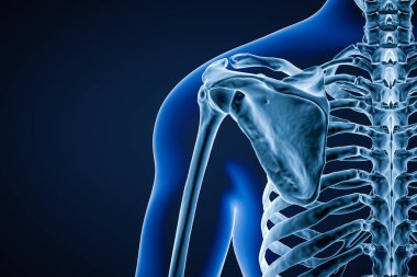İnsan kürek kemiğinin ya da kürek kemiğinin arka ya da arka görüntüsü yetişkin erkek vücudunun üç boyutlu hatlarını çizer. Anatomi, osteoloji, bilim, biyoloji kavramı.