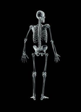 Tam bir insan iskeletinin arka ya da arka plan röntgeni. Resim, siyah arkaplanda fotokopi alanı ile izole edilmiş. Anatomi, osteoloji, iskelet sistemi, bilim, biyoloji, tıbbi konsept.