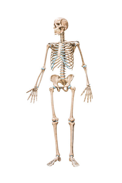 Вид спереди точной трехмерной иллюстрации полного мужского скелета, изолированной на белом фоне с пространством для копирования. Анатомия, медицина, скелет, наука, биология.