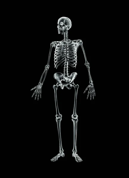 Xray Передний Передний Вид Полного Мужского Скелета Рендеринг Иллюстрации Изолирован — стоковое фото