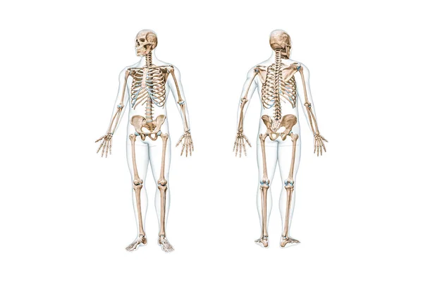 完整的人体骨骼的前 后视图 与男性身体三维渲染图形隔离在白色与复制空间 解剖学 骨骼系统 生物学 医学概念 — 图库照片
