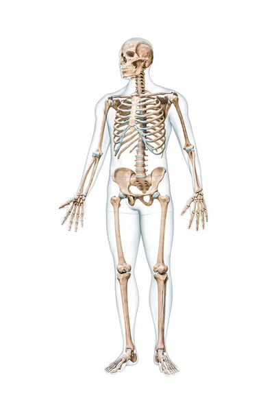 精准的完整人体骨骼前视图 身体男性轮廓3D渲染图形 白色与复制空间隔离 解剖学 空白医学图表 骨骼系统 科学概念 — 图库照片