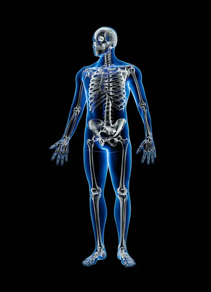 Xray Front View Full Human Skeleton Male Body Rendering Illustration — Stock Photo, Image