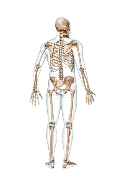 后视镜准确的完整的人体骨骼与男性的身体三维渲染图形隔离在白色与复制空间 解剖学 空白医学图 骨骼系统 生物学概念 — 图库照片