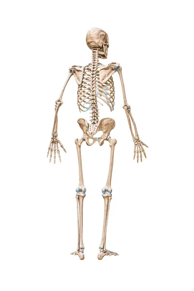 Tył Widok Dokładny Pełny Ludzki Męski Szkielet Renderowania Ilustracja Izolowana — Zdjęcie stockowe