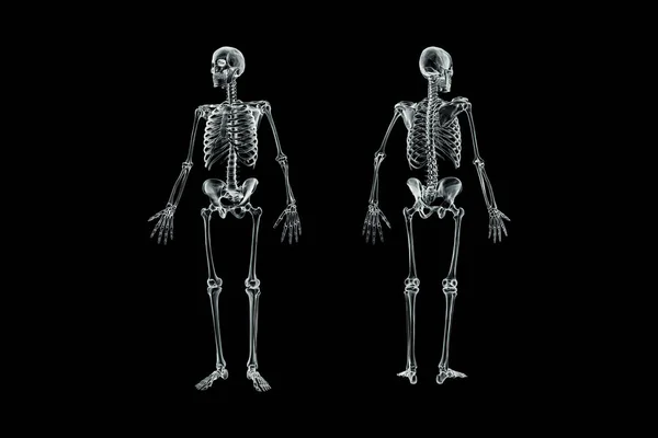 Xray Front Back Views Full Human Male Skeleton Rendering Illustration — Stock Photo, Image