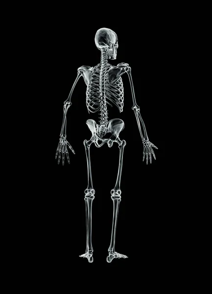 Xray Posterior Back View Full Human Male Skeleton Rendering Illustration — Stock Photo, Image
