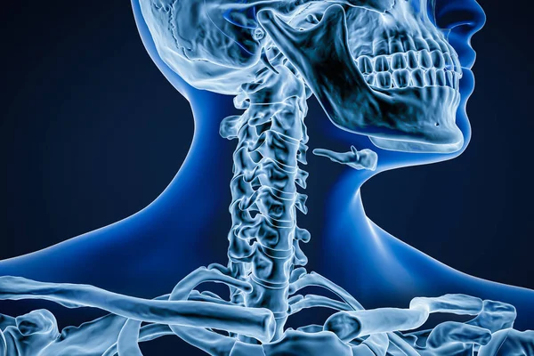 Vista Anterior Frontal Los Huesos Las Vértebras Cervicales Con Contornos — Foto de Stock