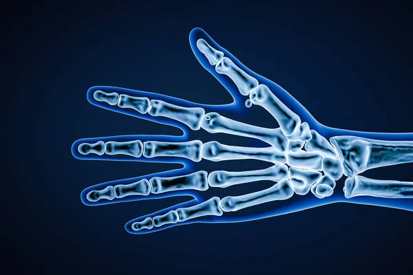 X-ray palmar or anterior view of right human hand bones with body contours 3D rendering illustration. Skeletal anatomy, osteology, science, biology, medical and healthcare concept.