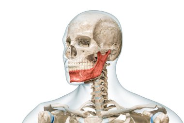 Mandible or lower jaw or Jawbone in red color with body 3D rendering illustration isolated on white with copy space. Human skeleton anatomy, medical diagram, osteology, skeletal system, concepts. clipart