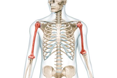 Humerus kol kemiği kırmızı renkte ve vücut 3D çizimi beyaza izole edilmiş ve kopyalanmış. İnsan iskeleti anatomisi, tıbbi diyagram, osteoloji, iskelet sistemi, bilim, biyoloji kavramları..