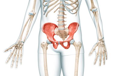 Erkek leğen kemikleri kırmızı renkli ön görünüm, vücut 3D görüntüleme, kopya alanı ile beyaz renkte izole edilmiş. İnsan iskeleti anatomisi, tıbbi diyagram, osteoloji, iskelet sistemi, bilim kavramları..