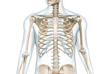 Göğüs kafesi kemikleri, vücut manzaralı, 3 boyutlu, yakın plan, beyaz renkte, fotokopi alanı ile izole edilmiş. İnsan iskeleti anatomisi, tıbbi diyagram, osteoloji, iskelet sistemi, bilim, biyoloji kavramı..