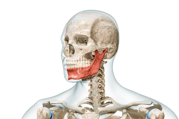 Mandible Lower Jaw Jawbone Red Color Body Rendering Illustration Isolated — Stock Photo, Image