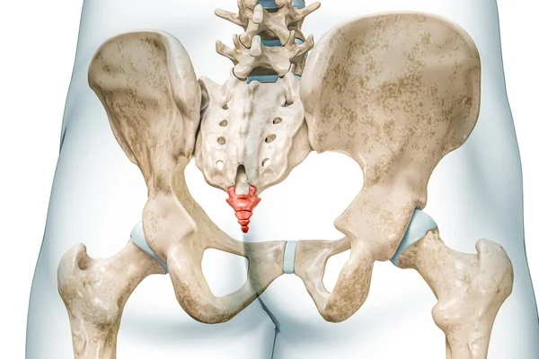 Coccyx骨骼后视镜为红色 身体3D渲染 白色与复制空间隔离 人体骨骼解剖 医学图表 骨理学 骨骼系统 科学概念 — 图库照片