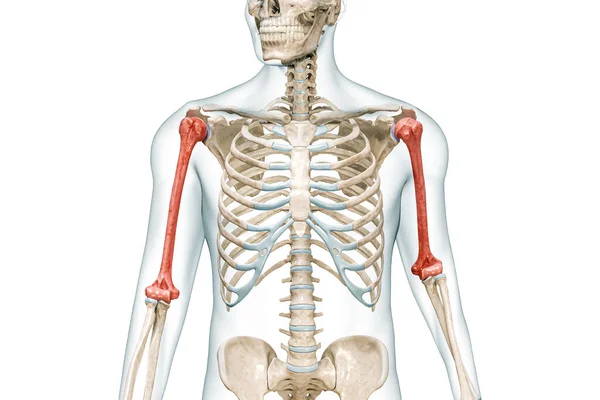 Humerus手臂骨红色 身体三维渲染 白色与复制空间隔离 人体骨骼解剖 医学图表 骨理学 骨骼系统 生物学概念 — 图库照片