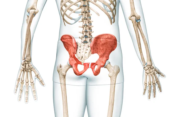 男性骨盆后视镜为红色 身体3D渲染 白色与复制空间隔离 人体骨骼解剖 医学图表 骨理学 骨骼系统 科学概念 — 图库照片
