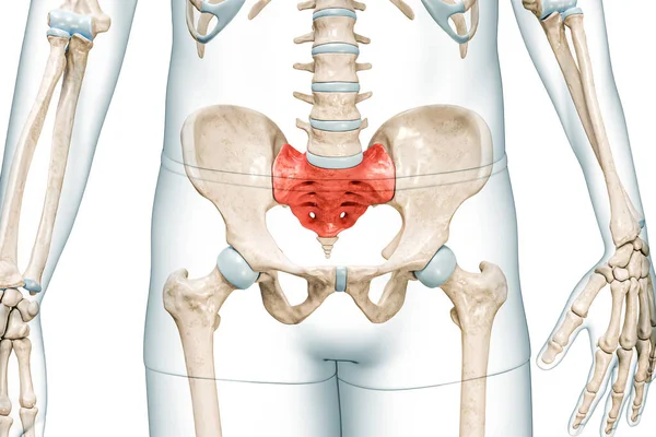 Sacrum Bone Red Color Body Front View Rendering Illustration Isolated — Stock Photo, Image