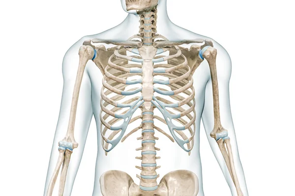ボディフロントビューを閉じる3Dレンダリングイラストとリブケージの骨は コピースペースと白に隔離されています 人間の骨格解剖学 医学図 骨格系 生物学の概念 — ストック写真