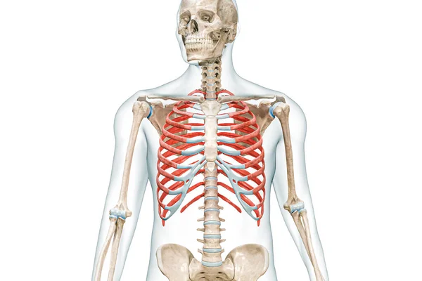 体の3Dレンダリングイラストと色のリブやリブケージの骨は コピースペースと白に隔離されました 人間の骨格解剖学 医学図 骨格系 生物学の概念 — ストック写真