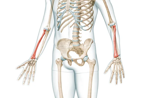 Radius前臂骨呈红色 身体3D渲染 白色与复制空间隔离 人体骨骼解剖 医学图表 骨理学 骨骼系统 生物学概念 — 图库照片