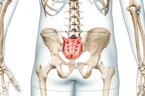 圣体或骶骨为红色 身体后视镜3D渲染 白色与复制空间隔离 人体骨骼解剖 医学图表 骨理学 骨骼系统概念 — 图库照片
