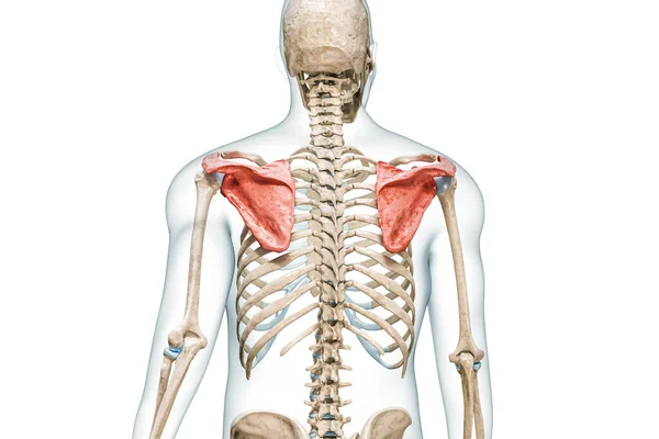 Scapula或肩带的刀片骨骼颜色与身体3D渲染图形隔离在白色与复制空间 人体骨骼解剖 医学图表 骨骼系统 生物学概念 — 图库照片